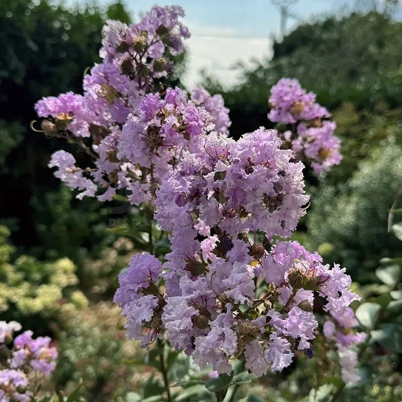 Violet Filli Is One Of The Smallest Choices
