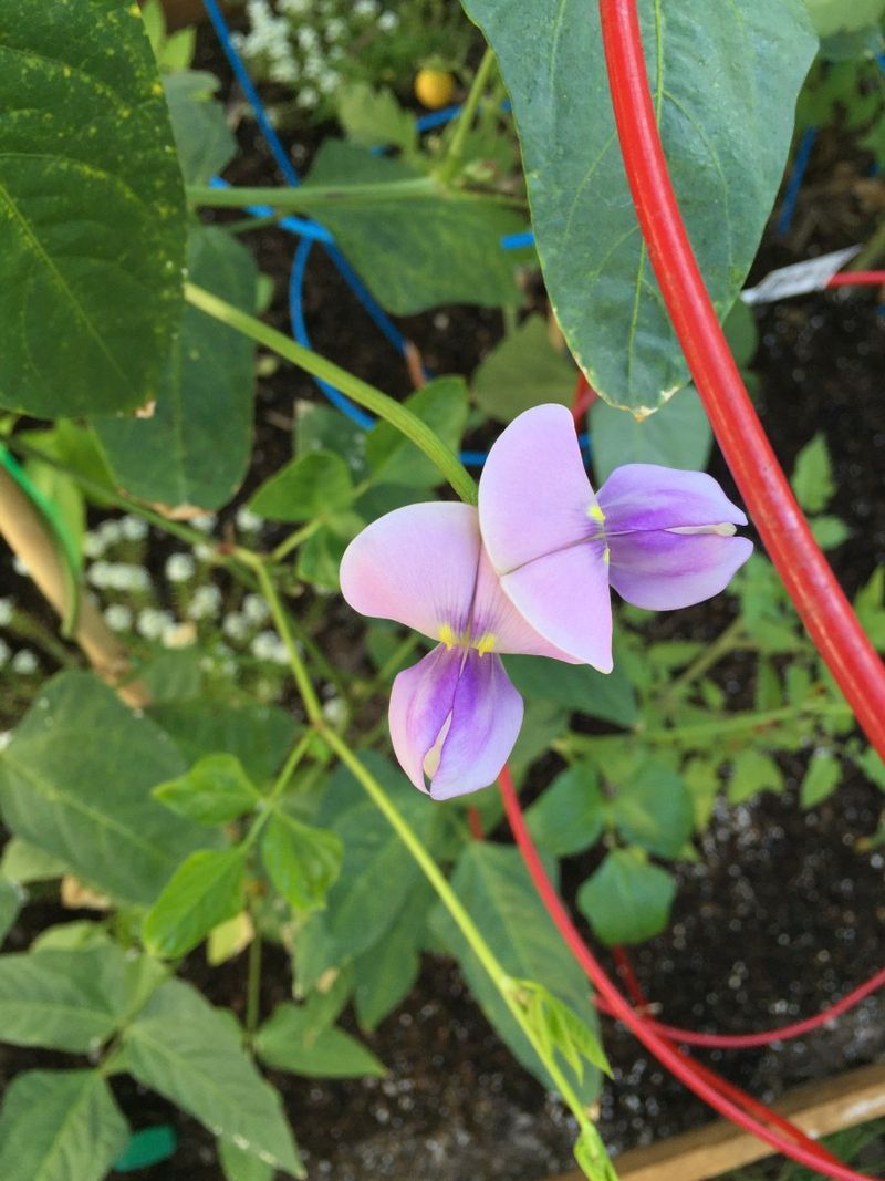 Violet Flowers And Long Hanging Pods Add Ornamental Appeal