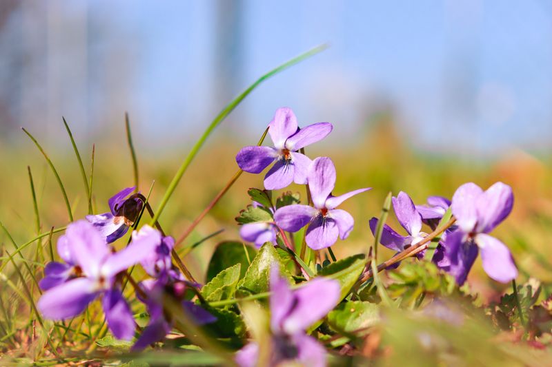 Violets Creep Through Lawns Persistently