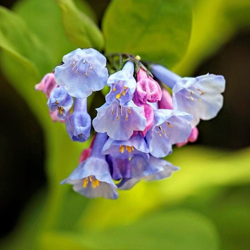 Virginia Bluebells Add Native Spring Color Without Bulbs
