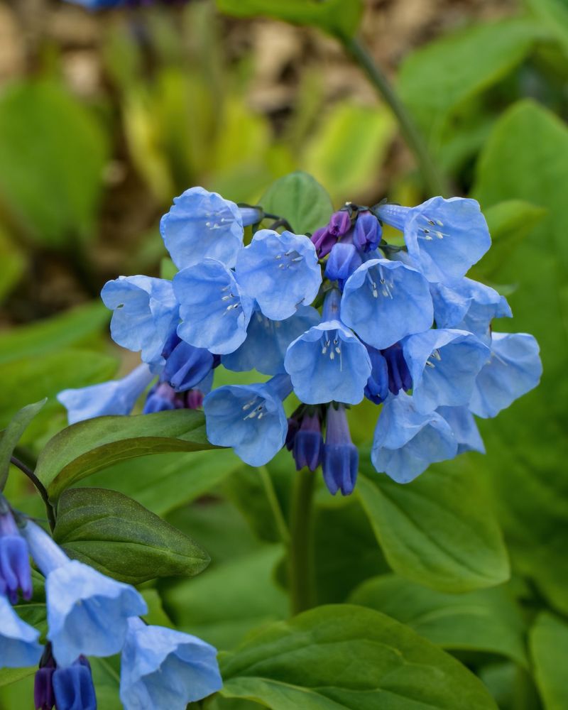 Virginia Bluebells Fill The Gap After Early Bulbs Fade