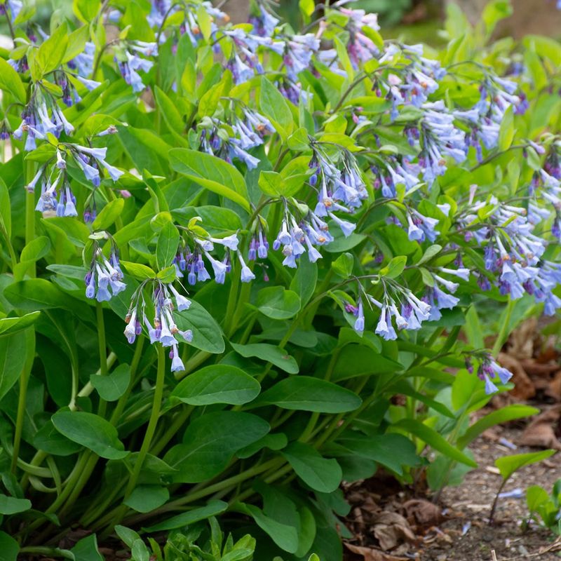 Virginia Bluebells Multiply Into Spring Colonies