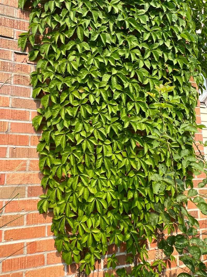 Virginia Creeper