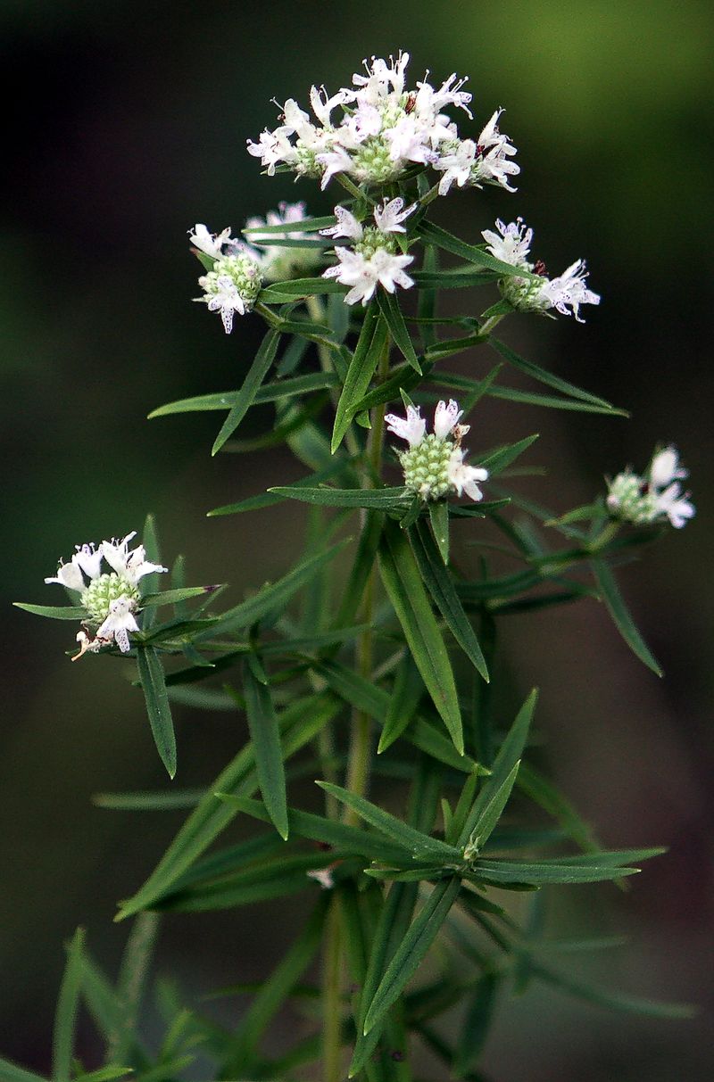 Virginia Mountain Mint Handles Moisture With Less Fuss