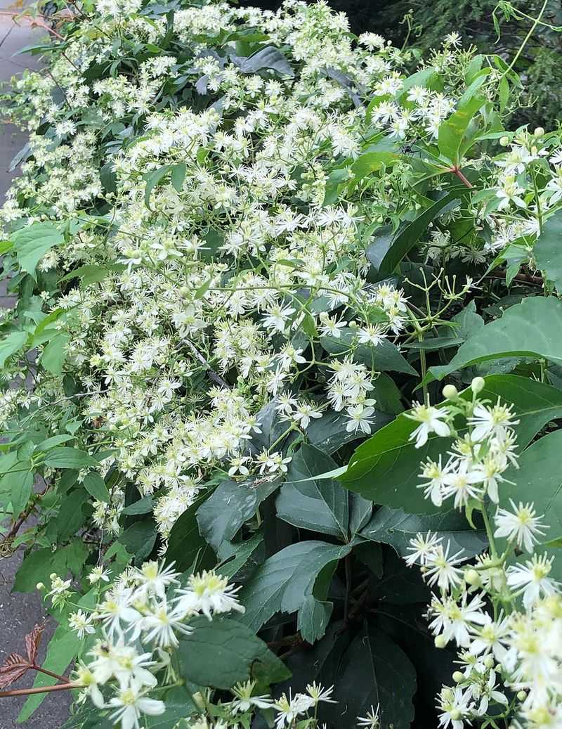 Virginia Virgin's-Bower Throws A White Cloud Across The Trellis Virginia Virgin's-Bower Throws A White Cloud Across The Trellis