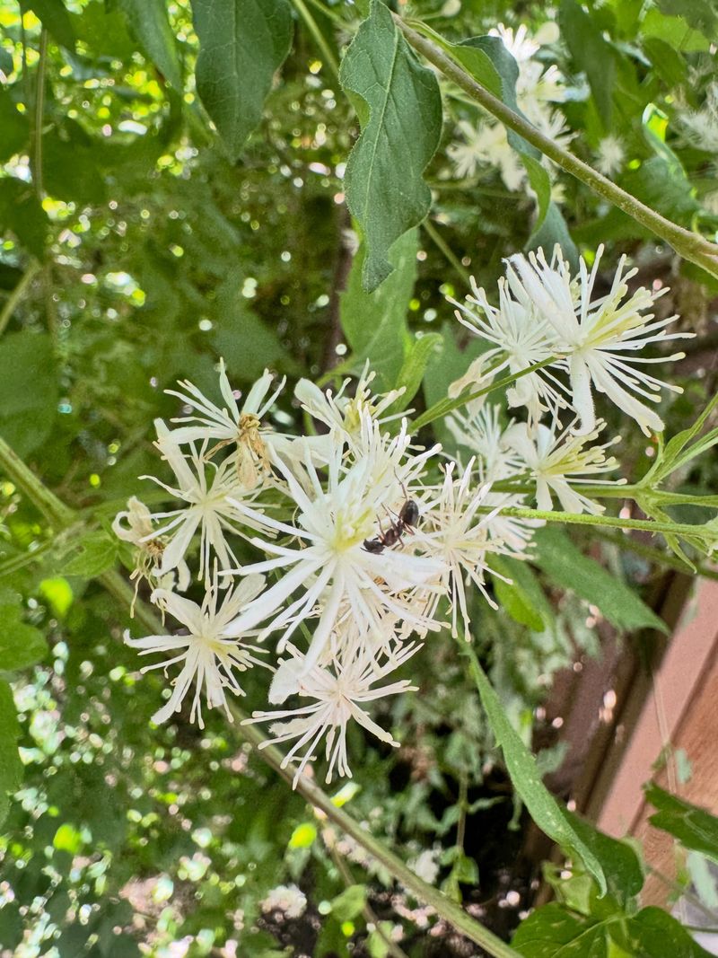 Virgin's Bower (Clematis Virginiana)