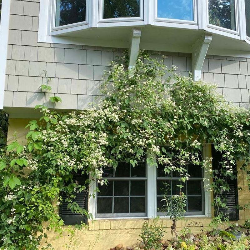 Virgins Bower Covers Summer Growth With White Flowers