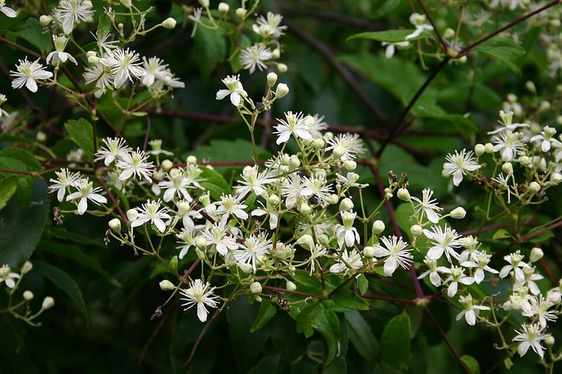 Virgin's Bower Softens Fences With Feathery Seed Heads Virgin's Bower Softens Fences With Feathery Seed Heads