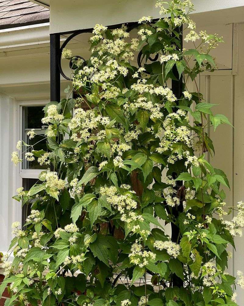 Virgin's Bower 