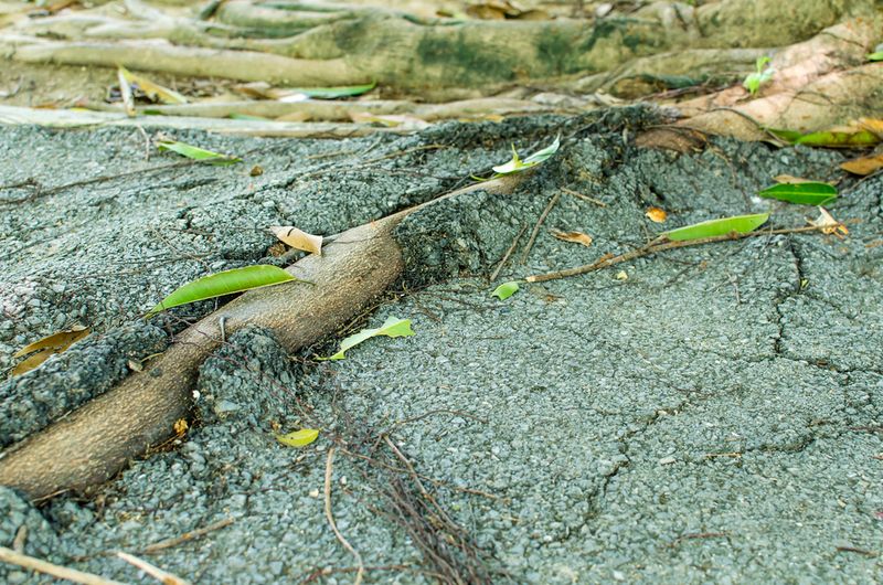 Visible Root Damage Matters In A Dispute