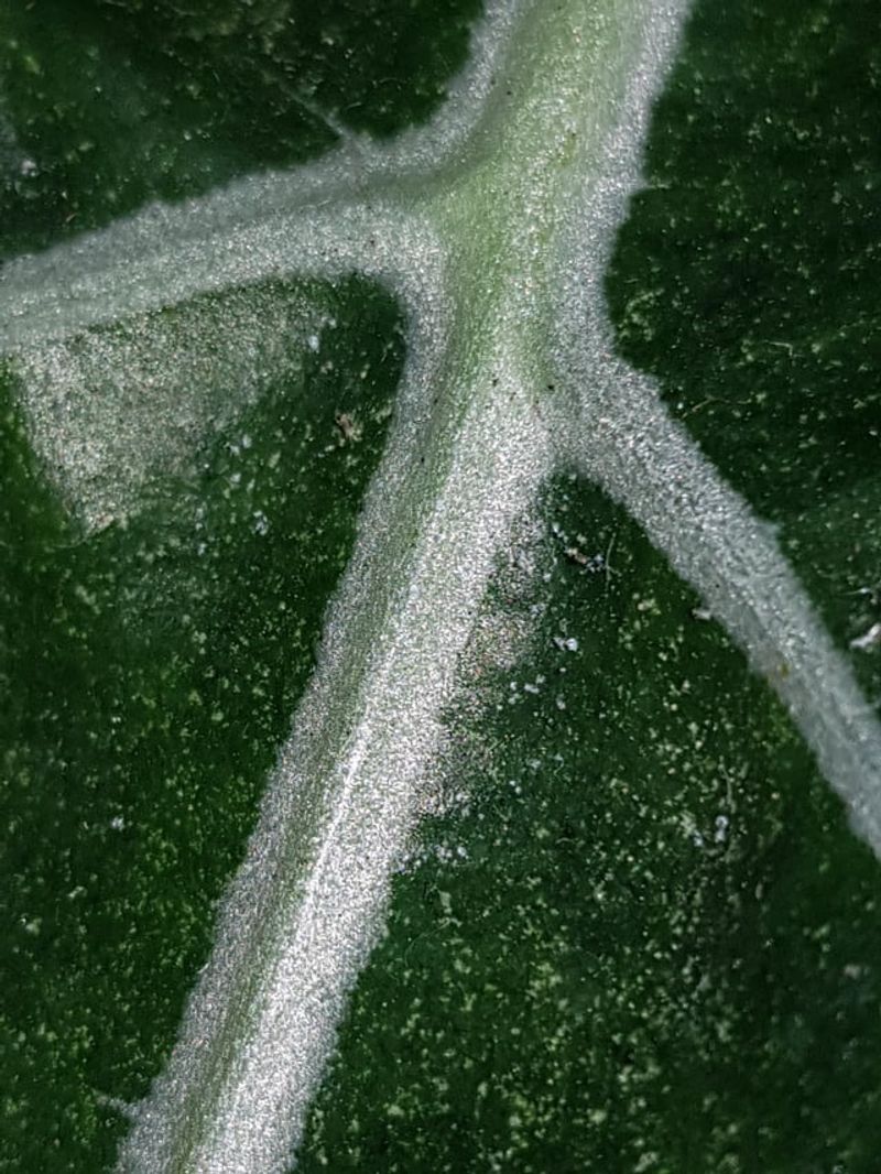Visible Specks on a White Paper Test
