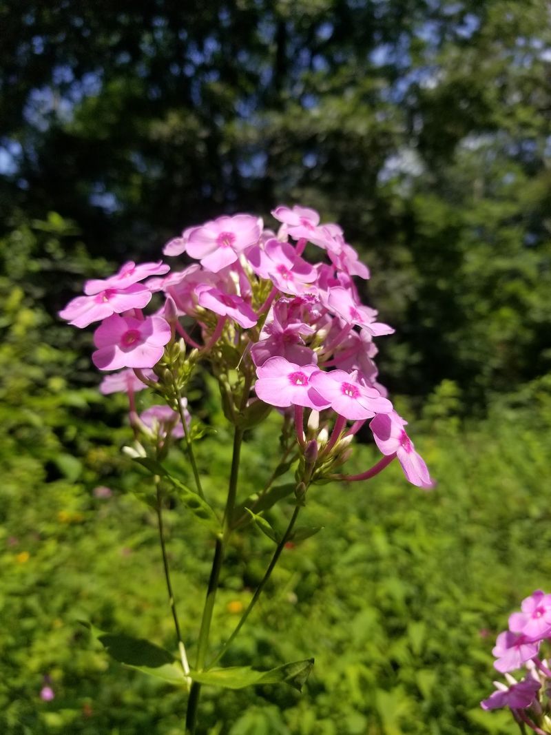 Visit Bowman's Hill Native Plant Nursery Visit Bowman's Hill Native Plant Nursery