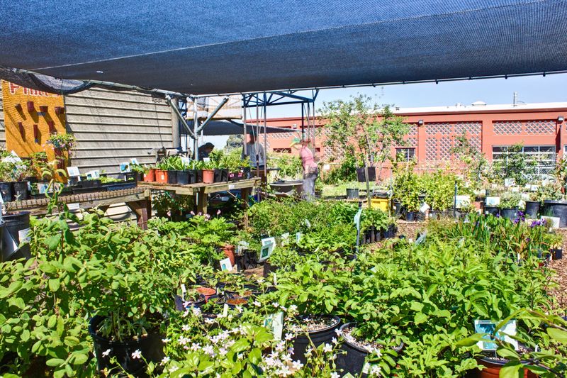 Visit Oaktown Native Plant Nursery