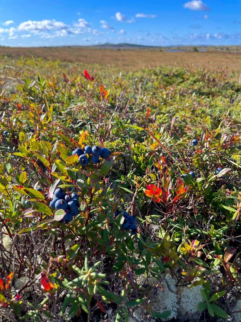 Visiting The Barrens Without Damaging Plants