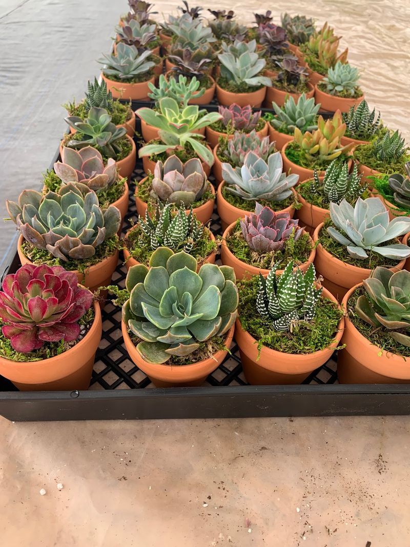 Vista Succulent Nursery - Vista, California Vista Succulent Nursery - Vista, California