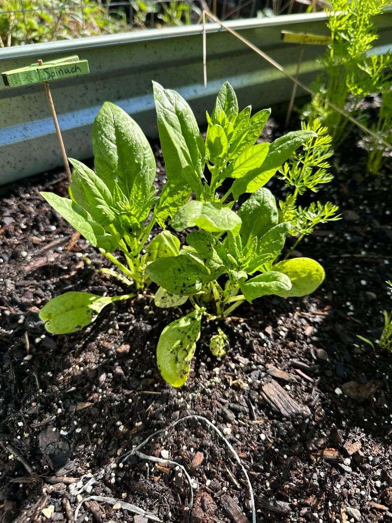 Wait For Cooler Soil Before Sowing Spinach