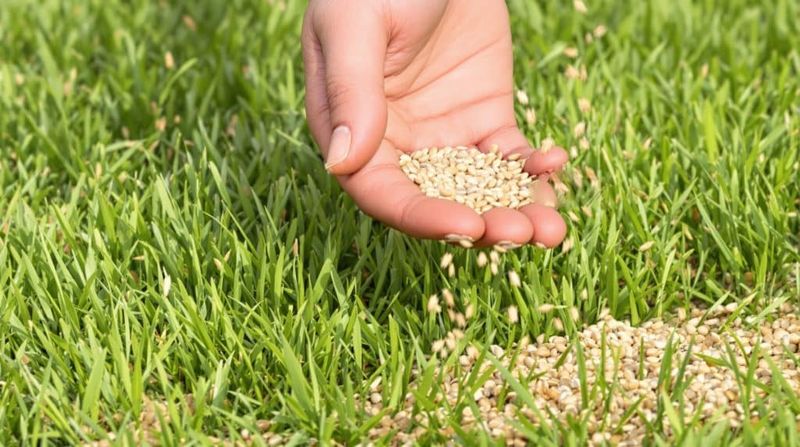 Wait For Cooler Weather Before Spreading Winter Grass Seed