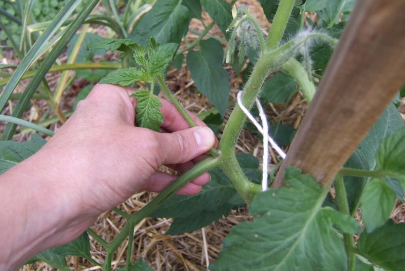 Wait For Foliage To Dry Before Pruning Or Tying Plants Wait For Foliage To Dry Before Pruning Or Tying Plants