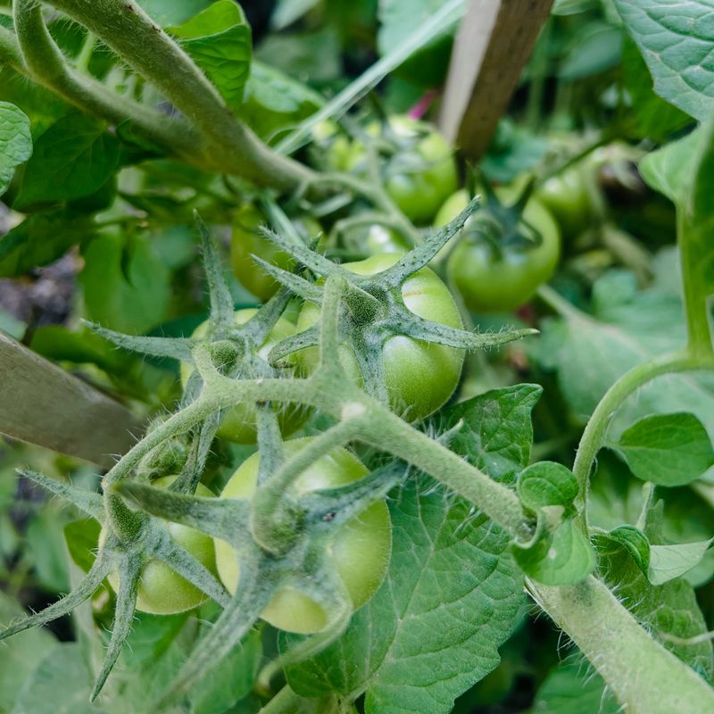 Wait For Fruit Set Before Routine Sidedressing