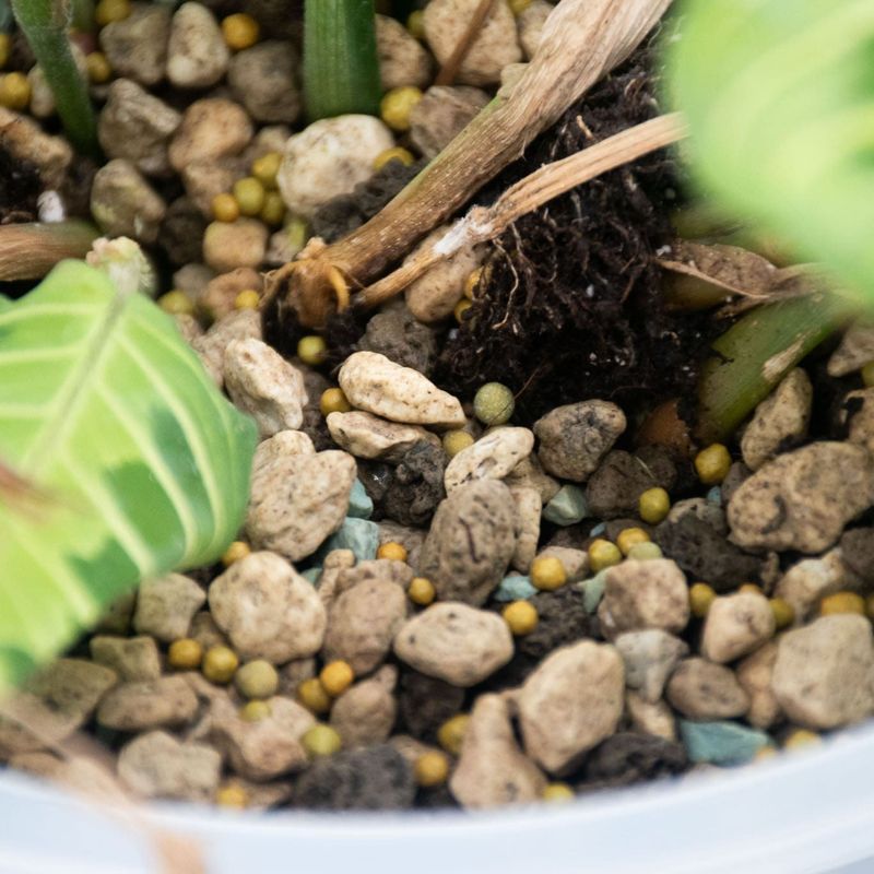 Wait For Milder Weather Before Fertilizing Again