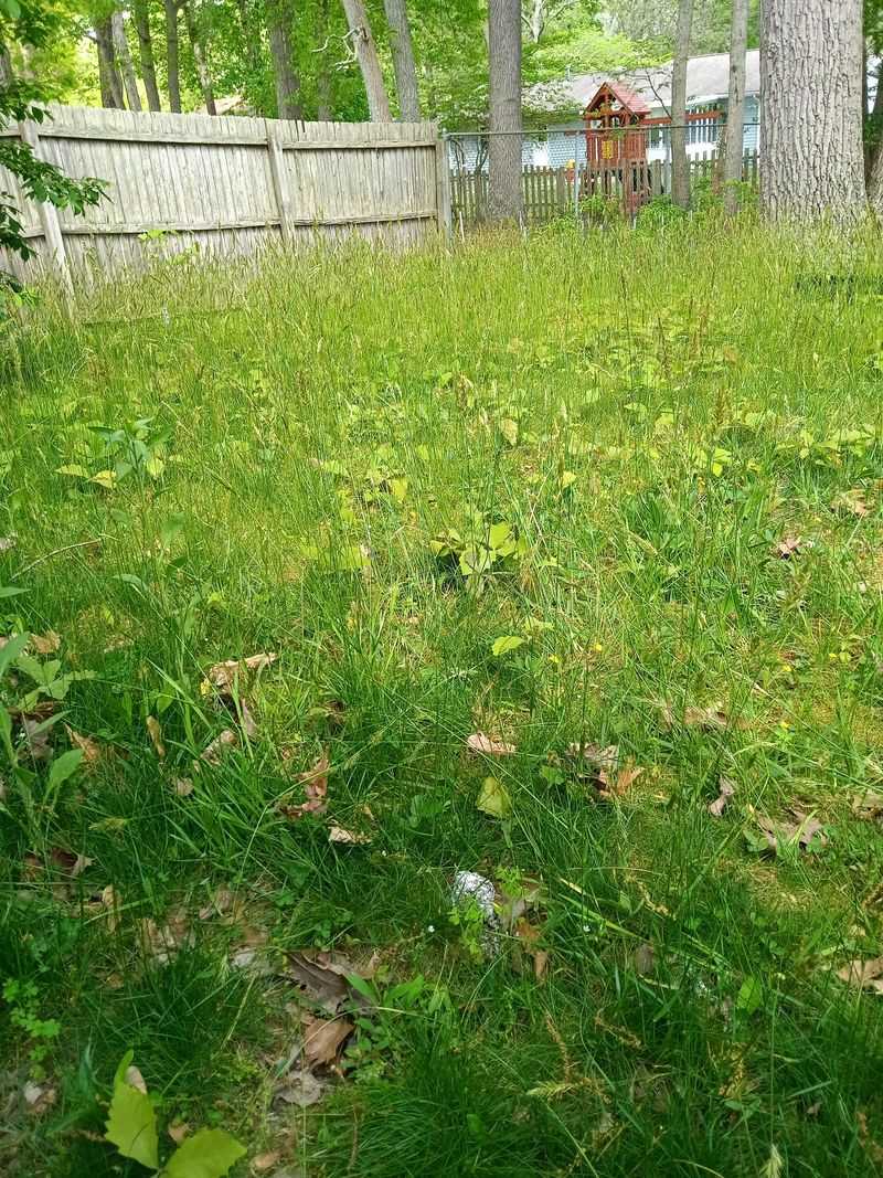 Wait For The Lawn To Show You What It Needs