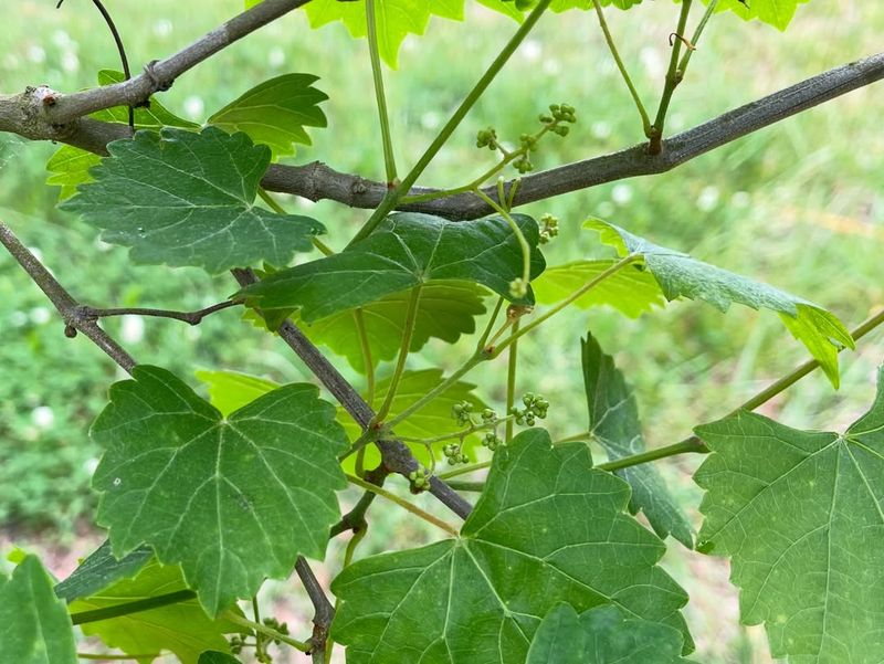 Wait Until Dormancy For Major Pruning Wait Until Dormancy For Major Pruning