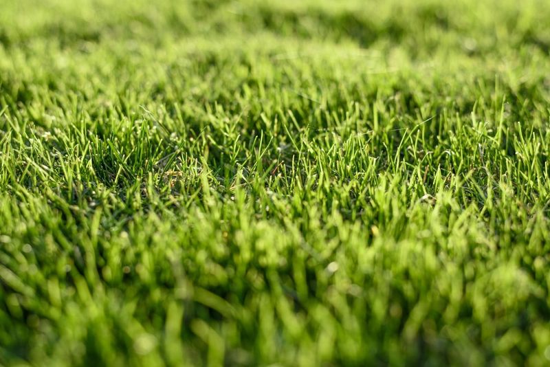 Wait Until Dormant Grass Wakes Up