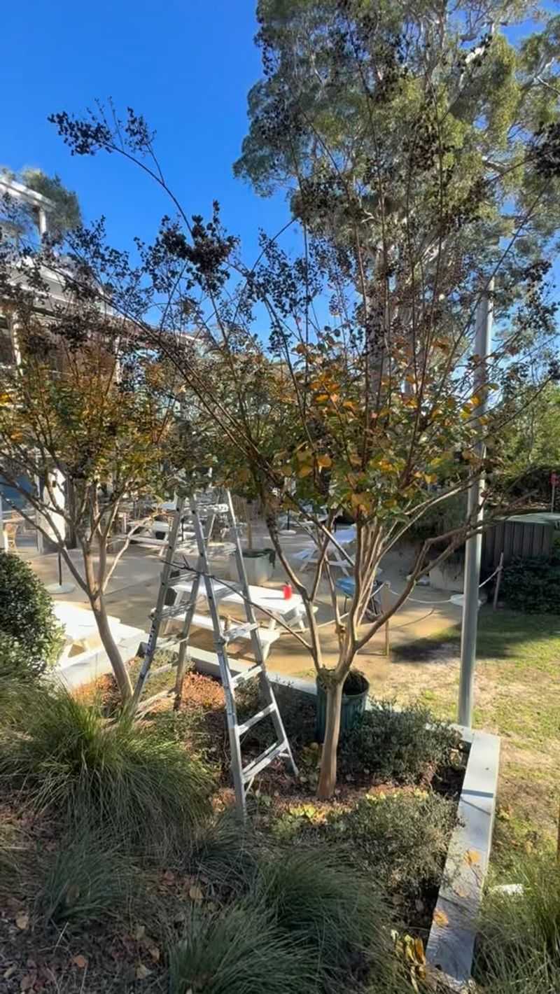 Wait Until Late Winter For Pruning