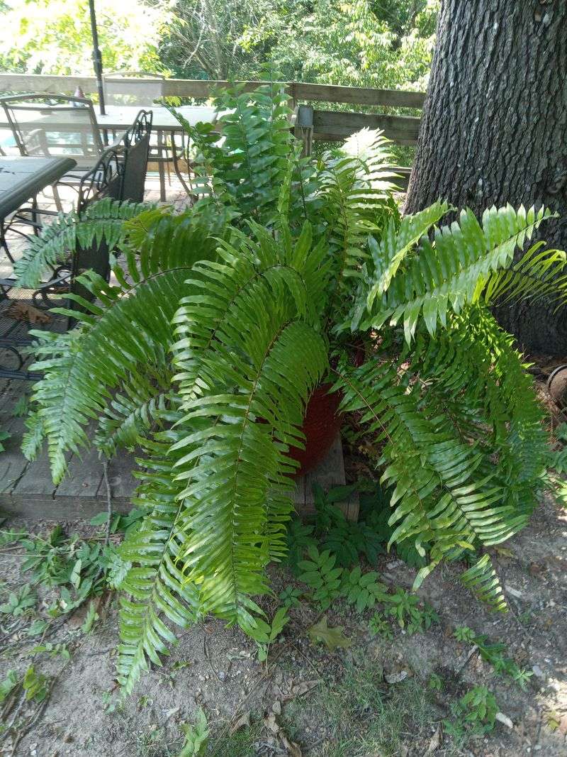 Wait Until New Fronds Have Finished For The Season Wait Until New Fronds Have Finished For The Season
