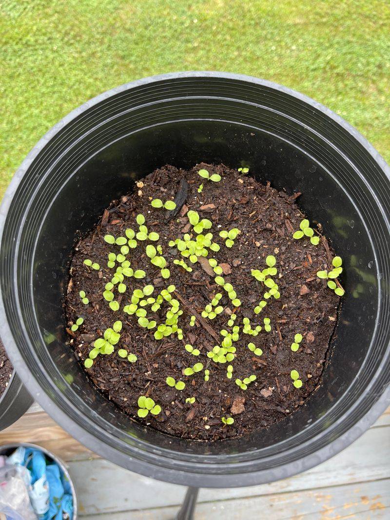 Wait Until September For Lettuce Wait Until September For Lettuce