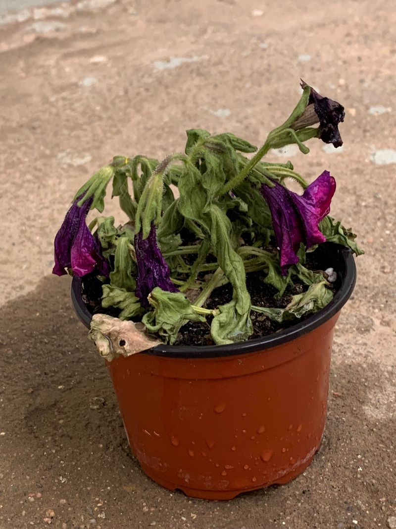 Waiting For Flowers To Wilt Before Watering