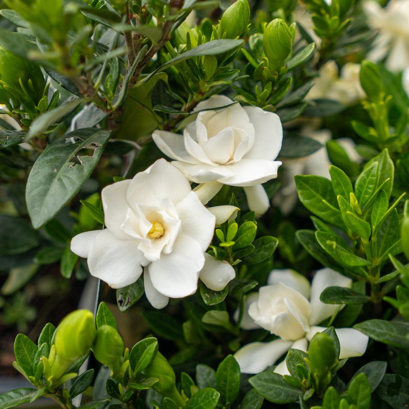 Waiting To Prune Helps Protect Next Year's Flowers Waiting To Prune Helps Protect Next Year's Flowers