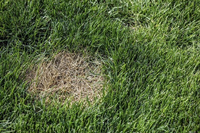Waiting Too Long Can Leave New Grass With Less Establishment Time Waiting Too Long Can Leave New Grass With Less Establishment Time