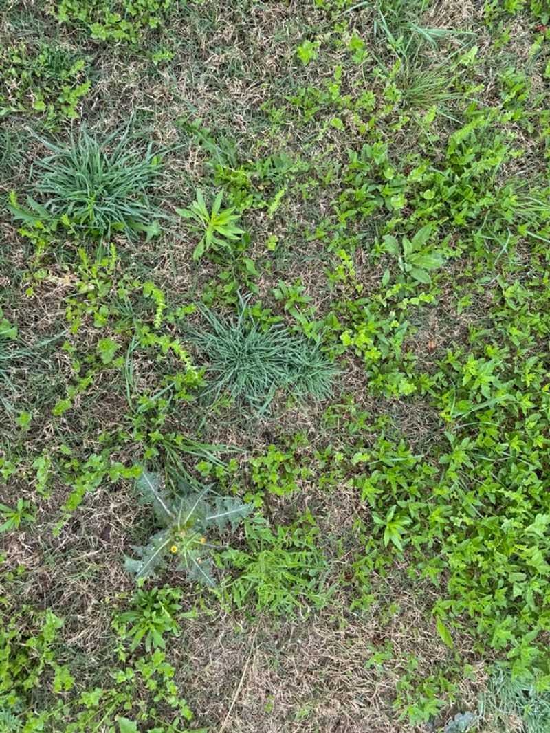 Waiting Too Long To Catch Late-Summer Weeds