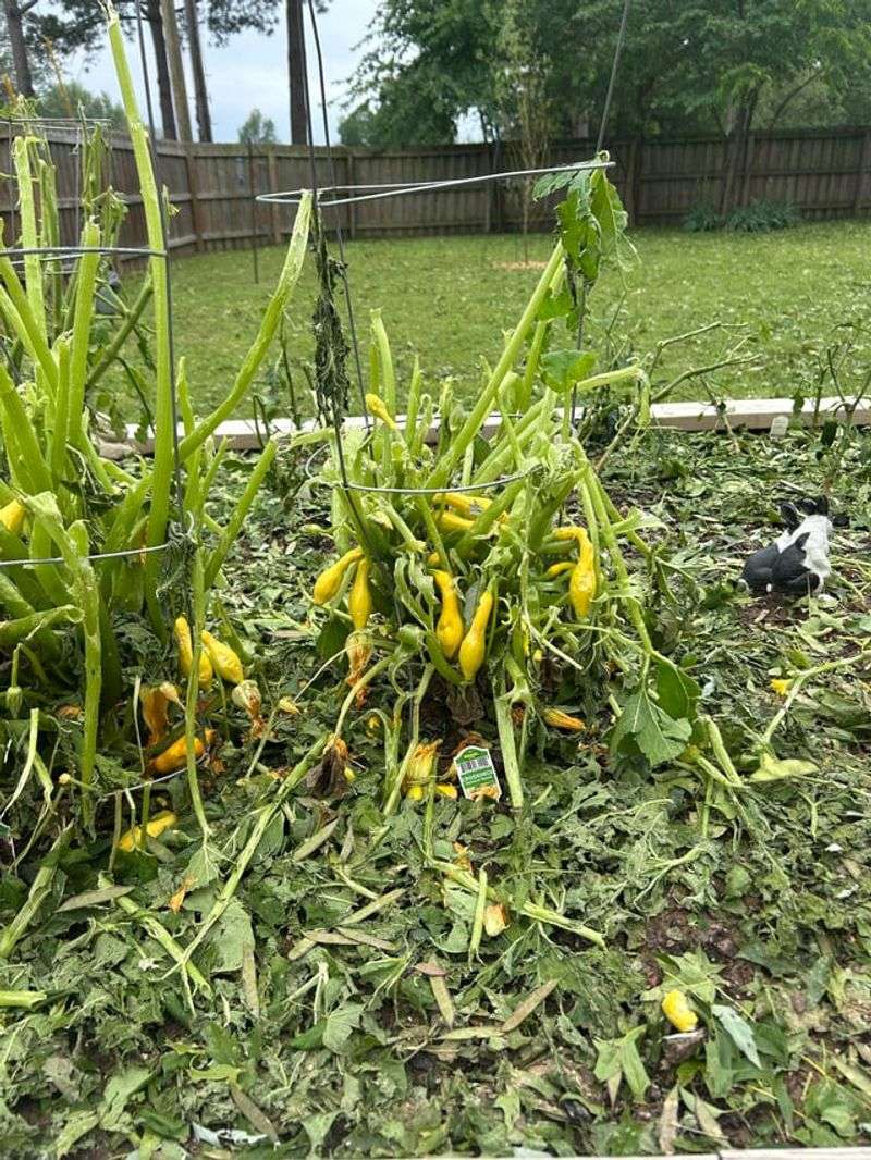 Waiting Until Plants Perk Back Up Waiting Until Plants Perk Back Up