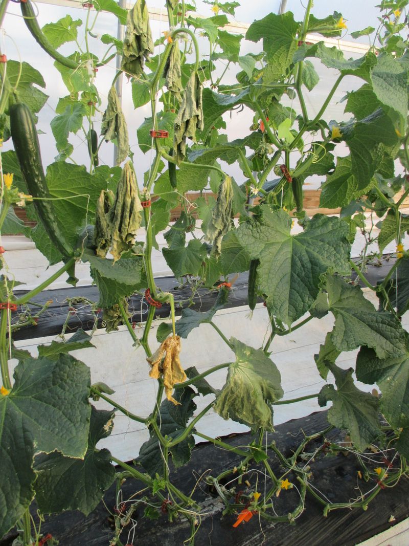 Waiting Until Vines Start Looking Dramatic