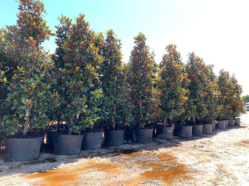 Walk The Tree Rows At Fannin Tree Farm