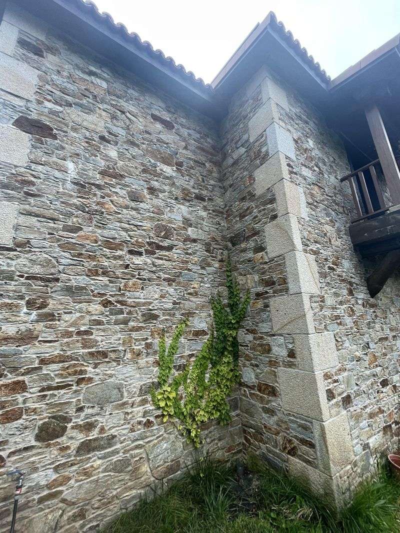 Wall-Climbing Vines Can Cover The Routes Scorpions Use Wall-Climbing Vines Can Cover The Routes Scorpions Use