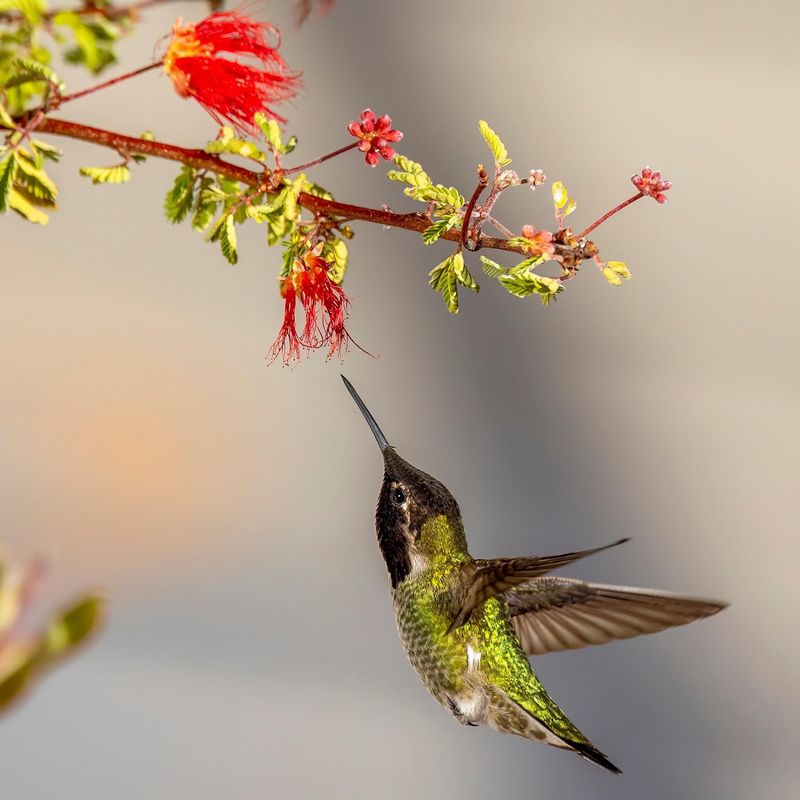 Warm California Weather Can Keep Hummingbirds Around Longer Warm California Weather Can Keep Hummingbirds Around Longer