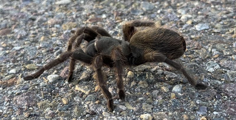 Warm Evenings Bring More Spiders Into The Open Warm Evenings Bring More Spiders Into The Open