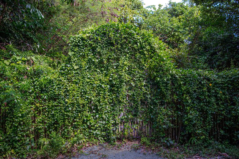 Warm Humid Conditions Behind Overgrown Fences Speed Up Breeding Warm Humid Conditions Behind Overgrown Fences Speed Up Breeding
