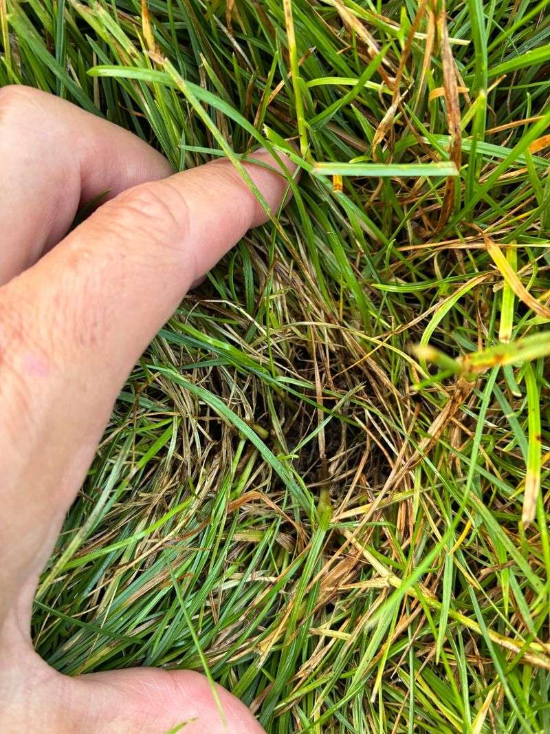 Warm Humid Nights Create Ideal Conditions For This Problem