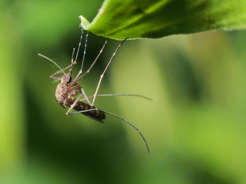 Warm Humid Weather Helps Mosquitoes Multiply Faster Warm Humid Weather Helps Mosquitoes Multiply Faster