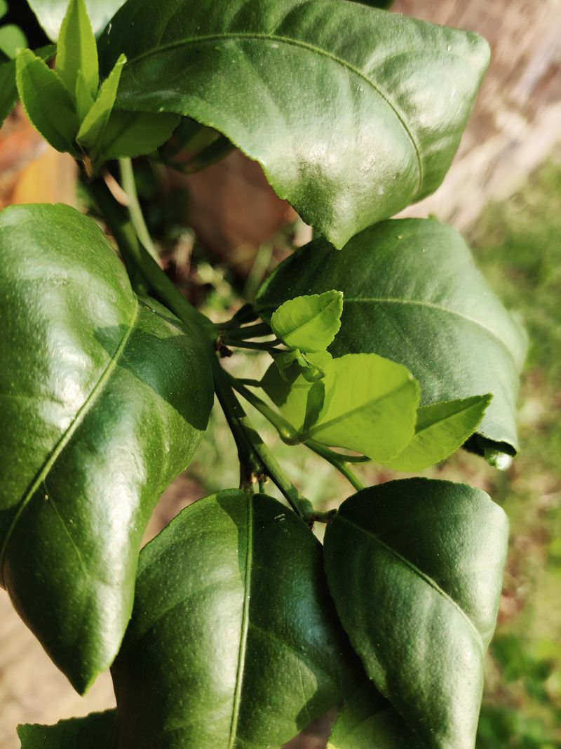 Warm Late-Summer Weather Can Fool Trees Into Growing Again