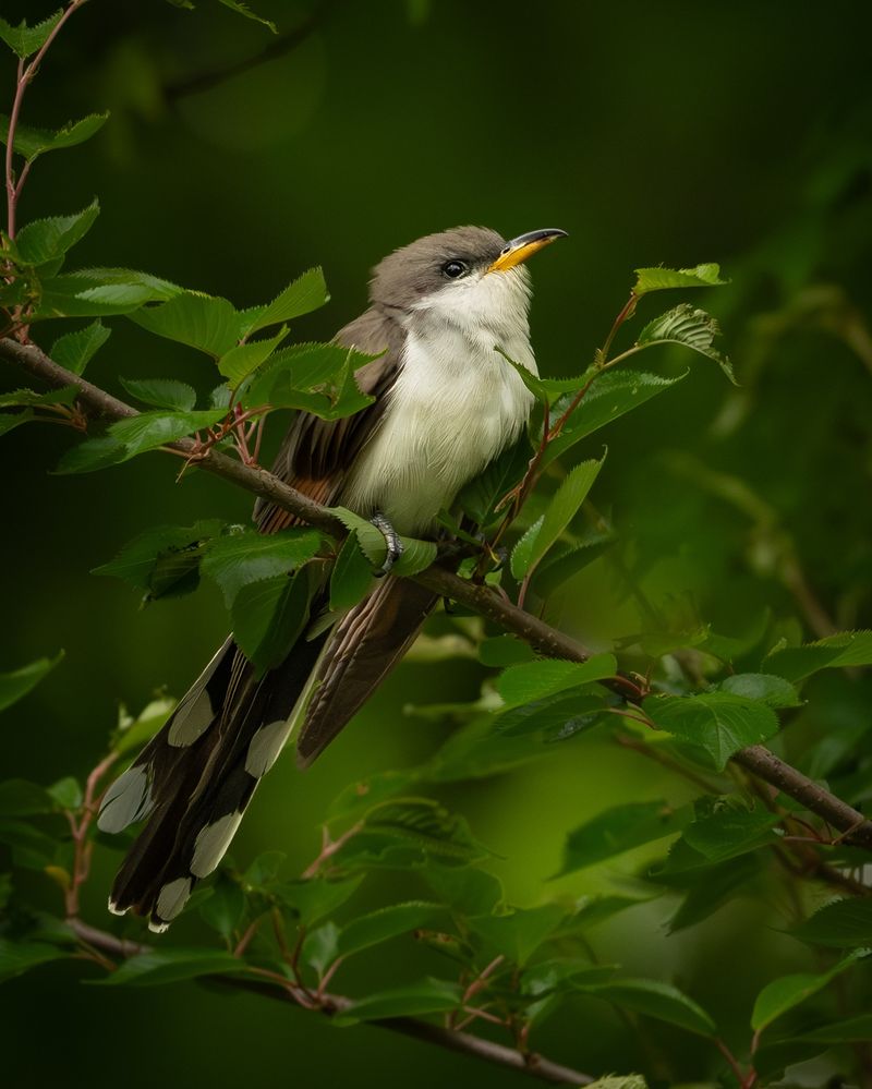 Warm Months Bring These Cuckoos Into Backyards Warm Months Bring These Cuckoos Into Backyards
