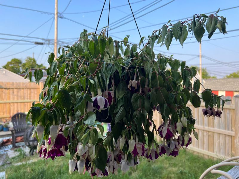Warm Nights Cutting The Bloom Show Short