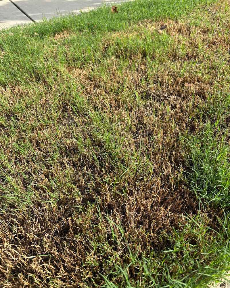 Warm Nights Keep Lawn Diseases Active Warm Nights Keep Lawn Diseases Active