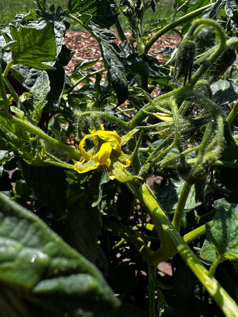 Warm Nights Reduce Successful Pollination