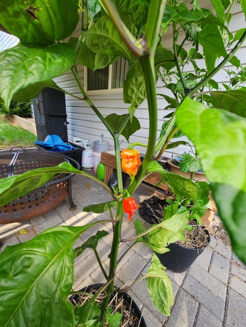 Warm-Season Crops Are Running Out Of Time