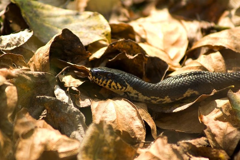 Warm September Weather Keeps Many Snakes Active